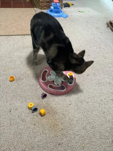 Customer photo review of SmartDog Futterlabyrinth
