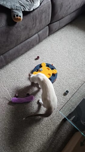 Customer photo review of SmartDog Futterlabyrinth