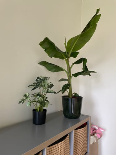 Customer photo review of Monstera Kunstplant 40cm