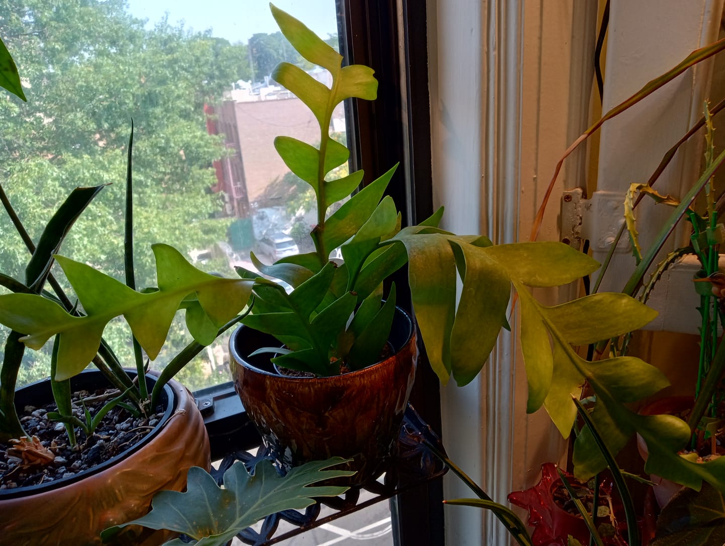 Customer photo review of Cactus Selenicereus chrysocardium "Sharktooth"