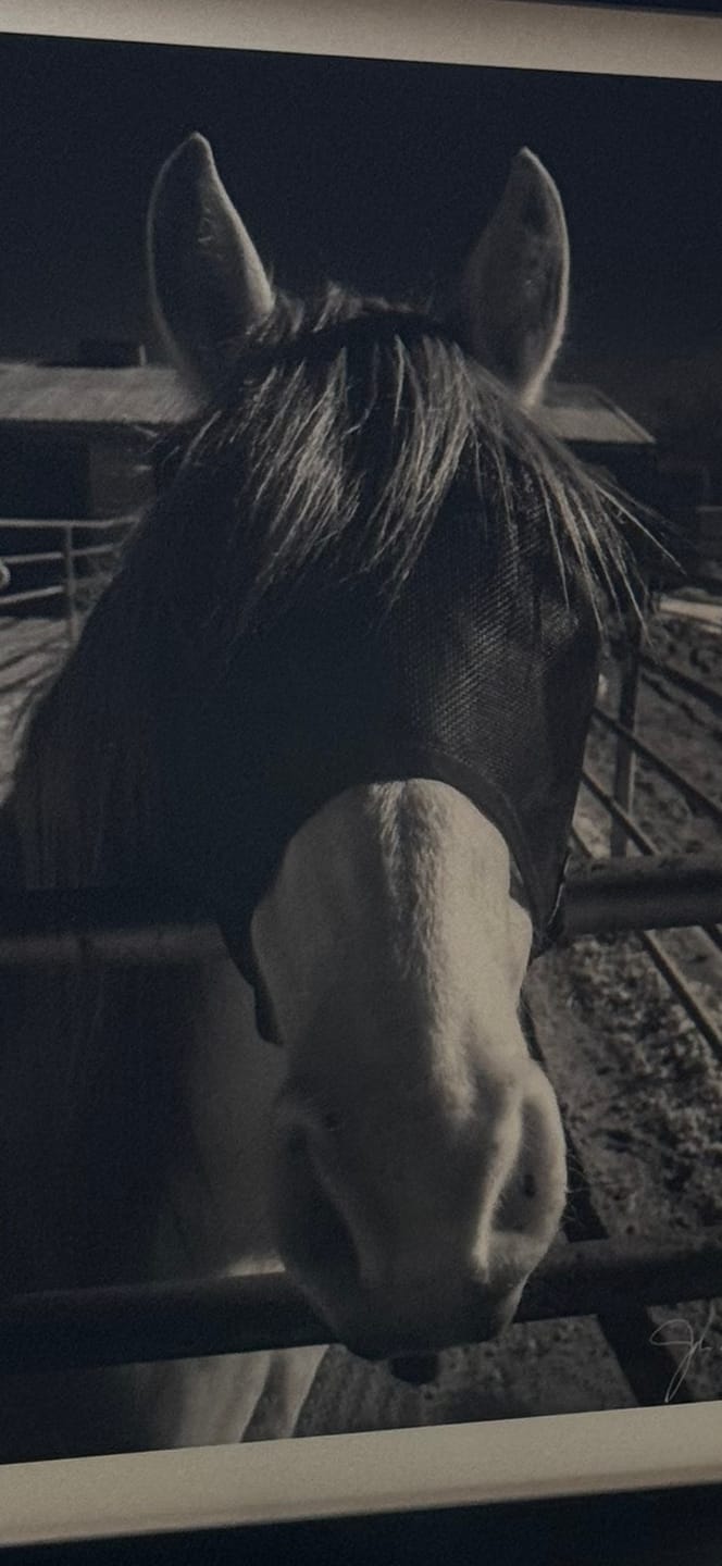 Customer photo review of EquiVizor Fly Mask - Standard