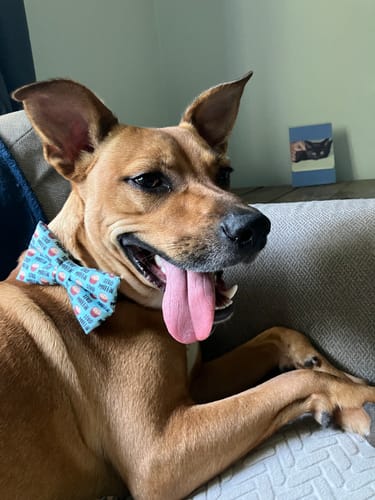 Jen A. review of Stud Muffin Bow Tie for Dog and Cat Collar image 1 out of 1