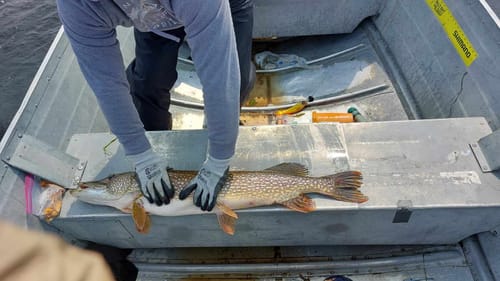 Customer photo review of Headbanger FireTail V2 8.5"