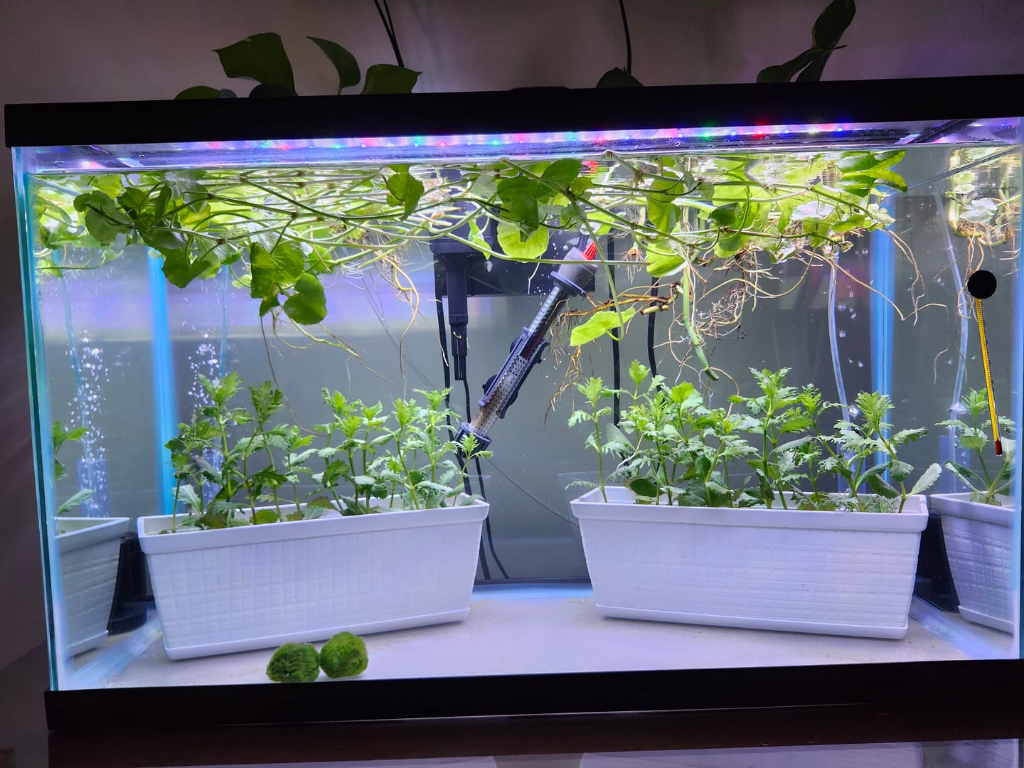 Customer photo review of Water Sprite Ceratopteris Thalictroides