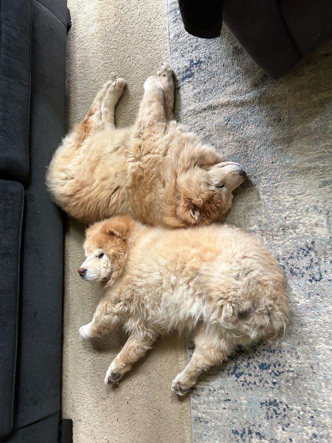 Customer photo review of Daily Support CBD Oil for Pets Over 20lbs