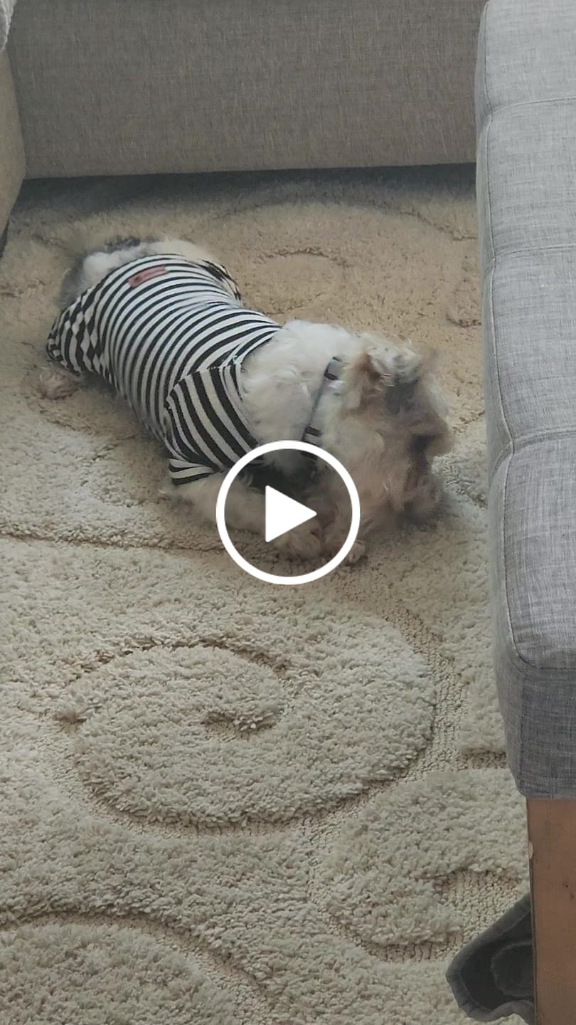Customer video review of Himalayan Yak Chew (SMALL)