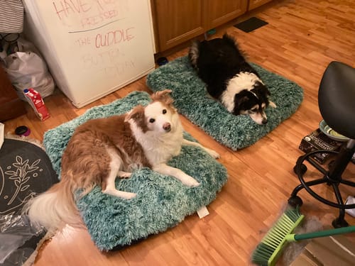 Customer photo review of PaWz Premium SuperMat Calming Bed
