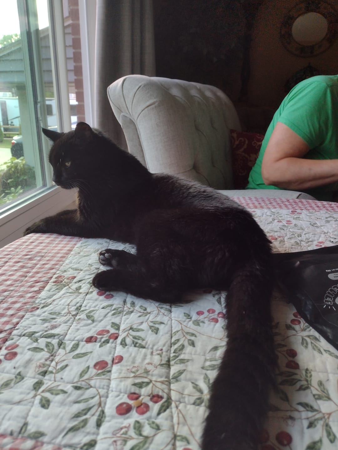 Customer photo review of Hyperthyroidism Supplement for Cats - Treats Cat Hyperthyroid, Patchy Hair Loss, and Helps Cat Weight Gain