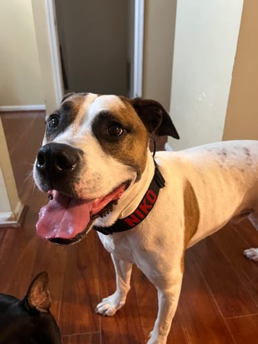 Customer photo review of Black Bully Proof Collar