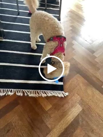Customer video review of Dog Copenhagen Comfort Walk Pro™ hundesele Wild Rose