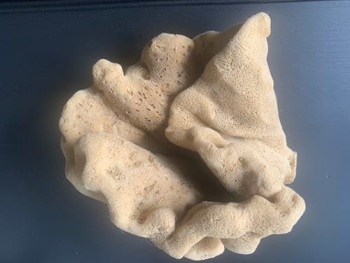 Customer photo review of Decorative Natural Sea Sponges