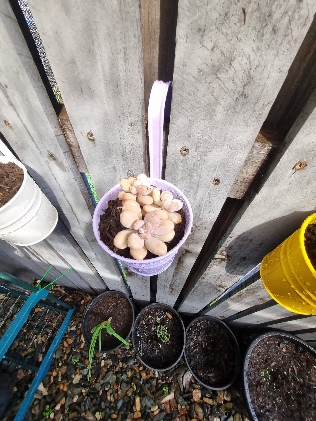 Customer photo review of Graptopetalum amethystinum - Lavender Pebbles