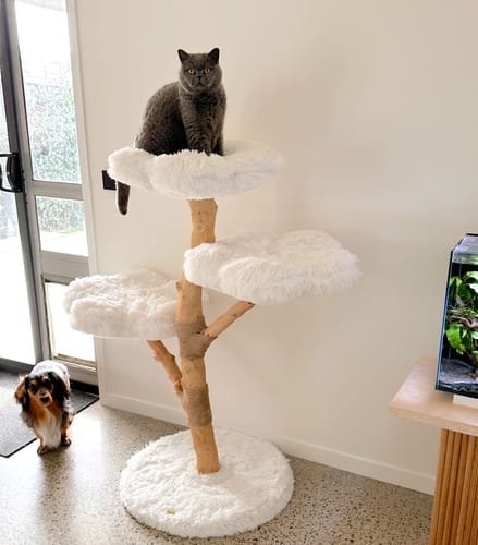 Customer photo review of Michu Fluffy Blossom Real Wooden Cat Tree - Premium Quality & Stylish Cat Furniture - Extra Large