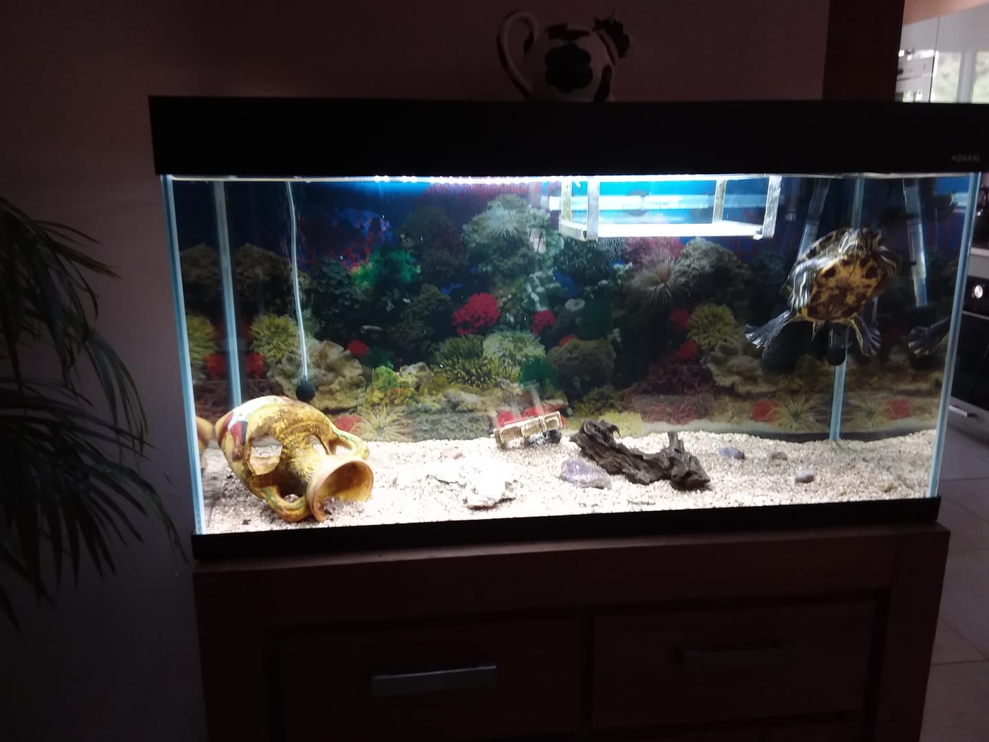 Customer photo review of Aquarium Opti Set 200 Noir AQUAEL - 200L