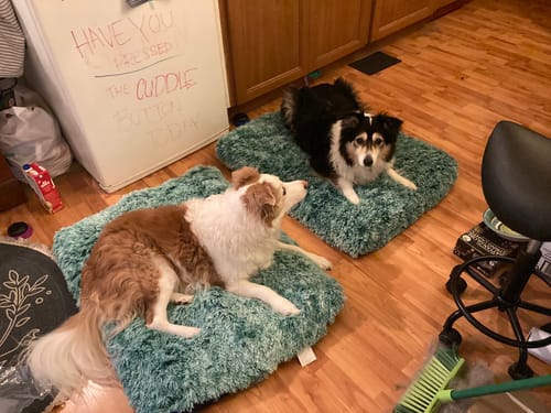 Customer photo review of PaWz Premium SuperMat Calming Bed