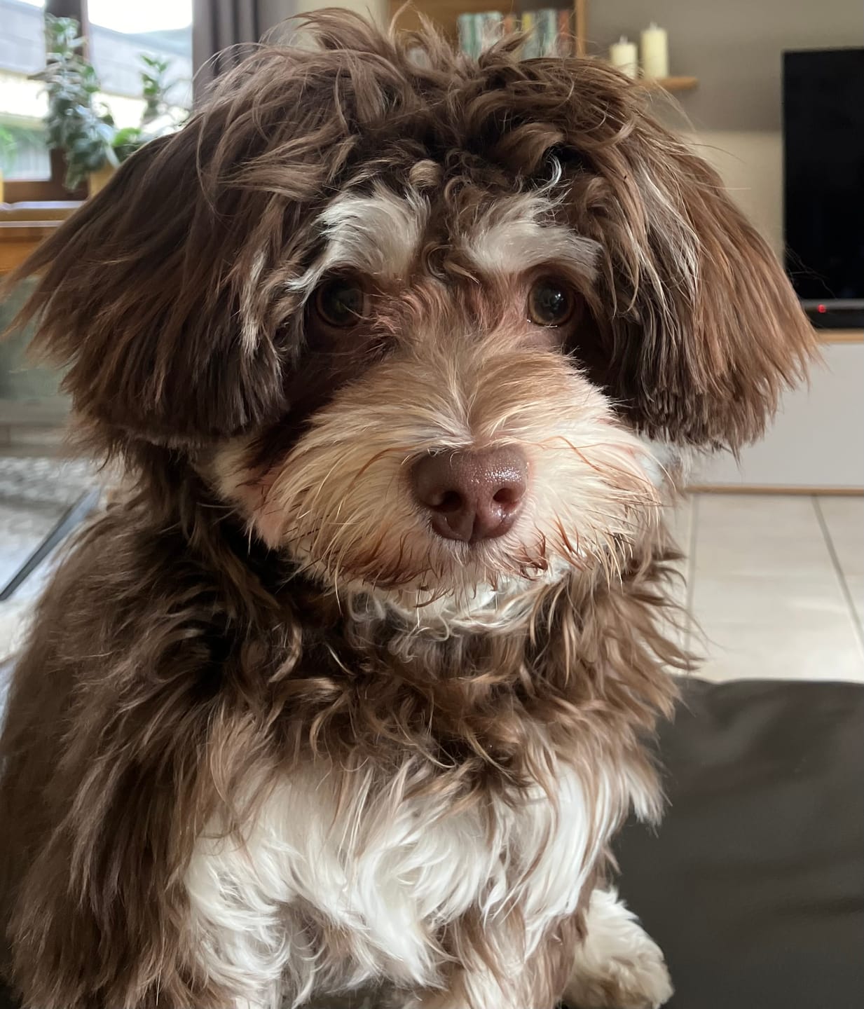 Customer photo review of 2-in-1 Augenfein Reinigung & Pflege für Hunde & Katzen (100ml)