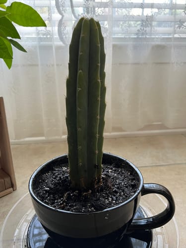 Customer photo review of San Pedro Cactus | Echinopsis (Trichocereus) pachanoi
