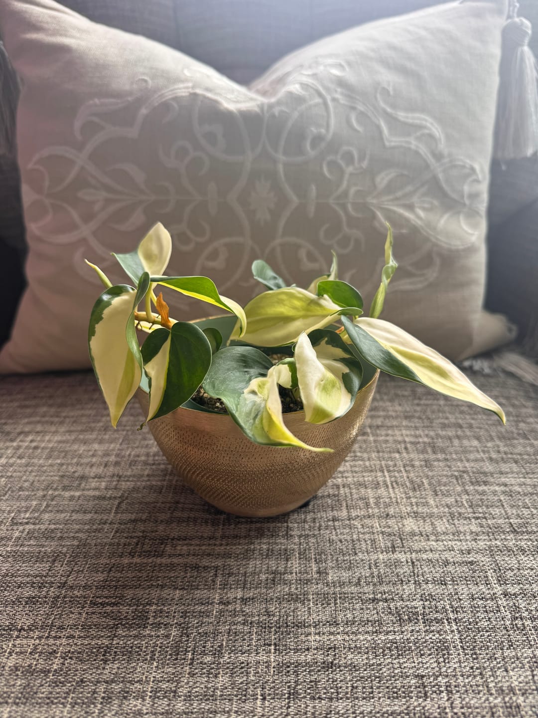 Customer photo review of Philodendron hederaceum 'Gabby'
