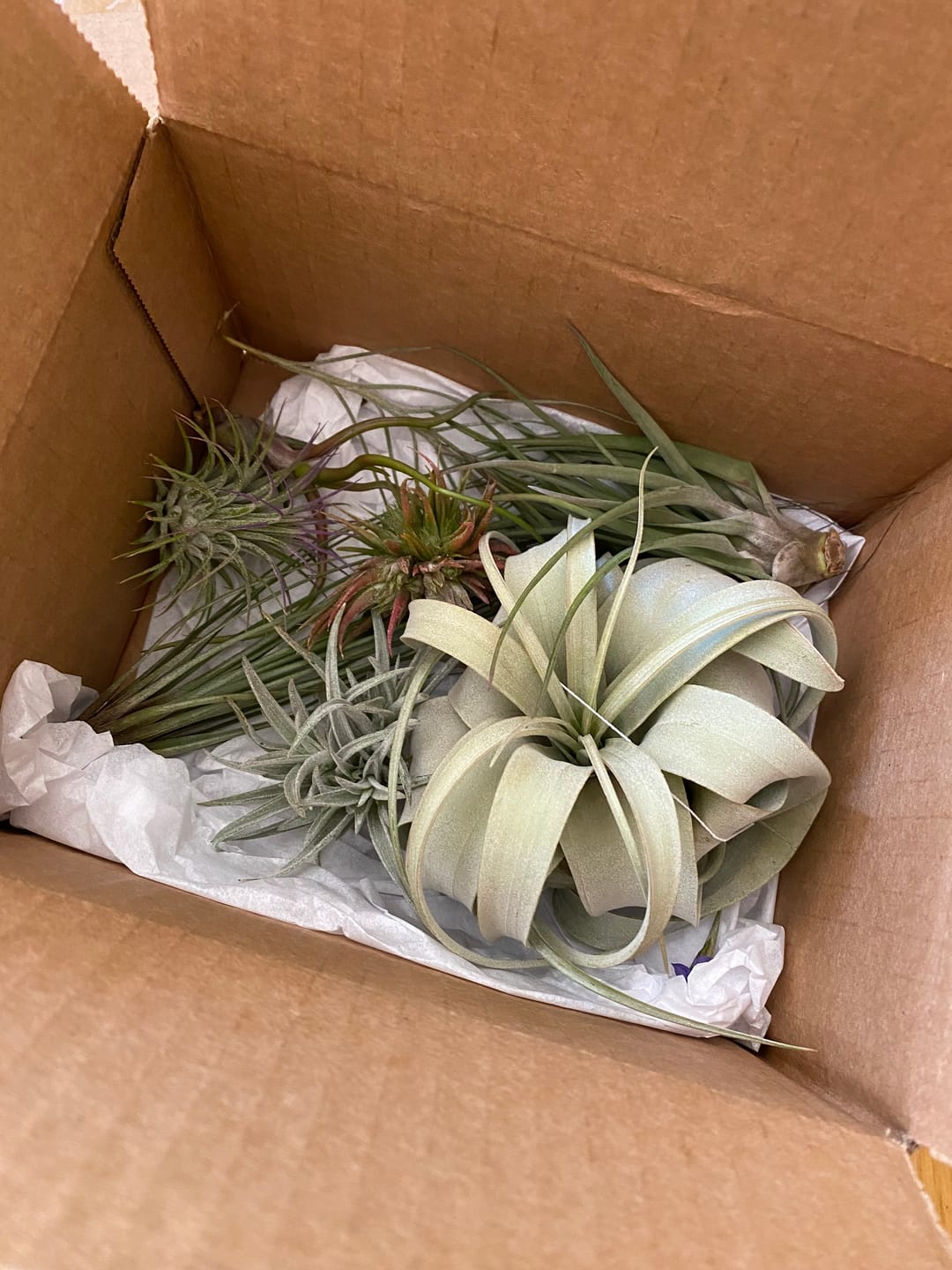 Customer photo review of *6 Pack* Premium Air Plants Mix  *Cannot Be Shipped Internationally*