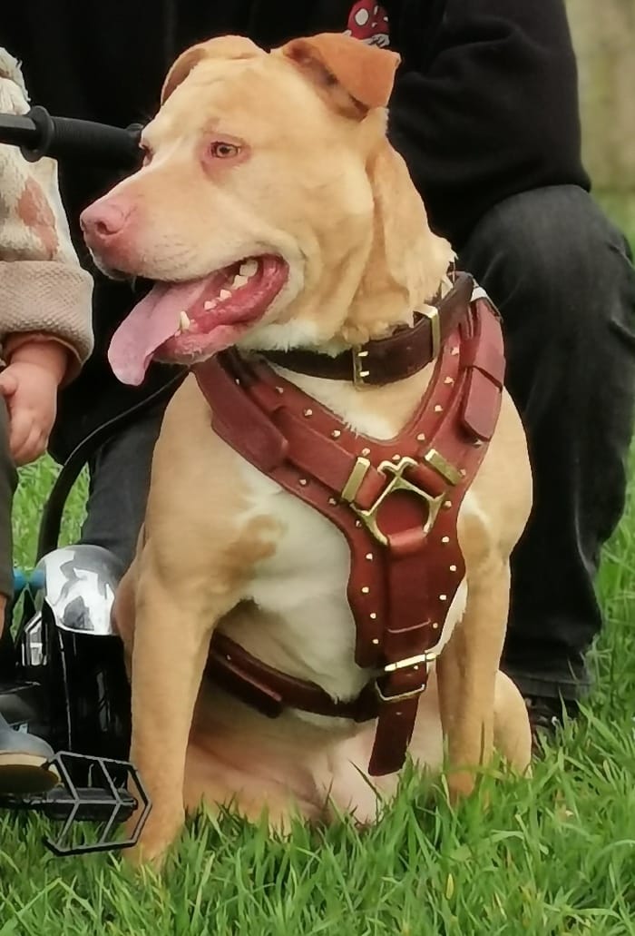 Customer photo review of Hand Made Leather Dog Collar - RuffNeck Cherry & Brass (Wide Fit)