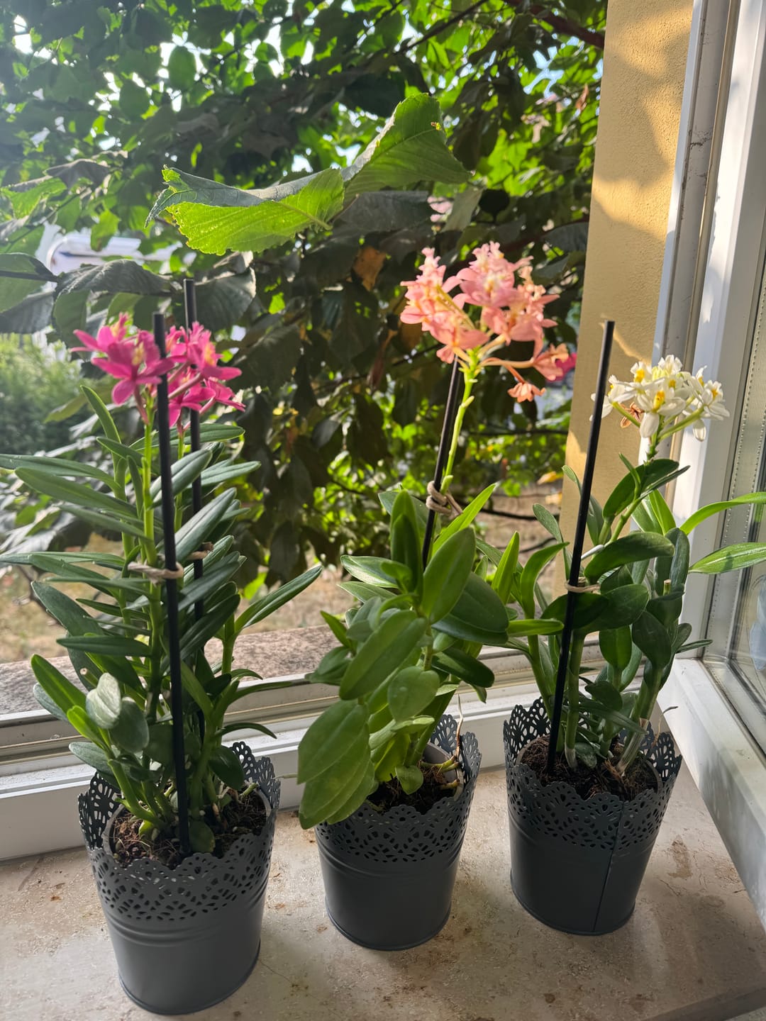 Customer photo review of Epidendrum Nordic Fire Dauerblüher im 3er Set