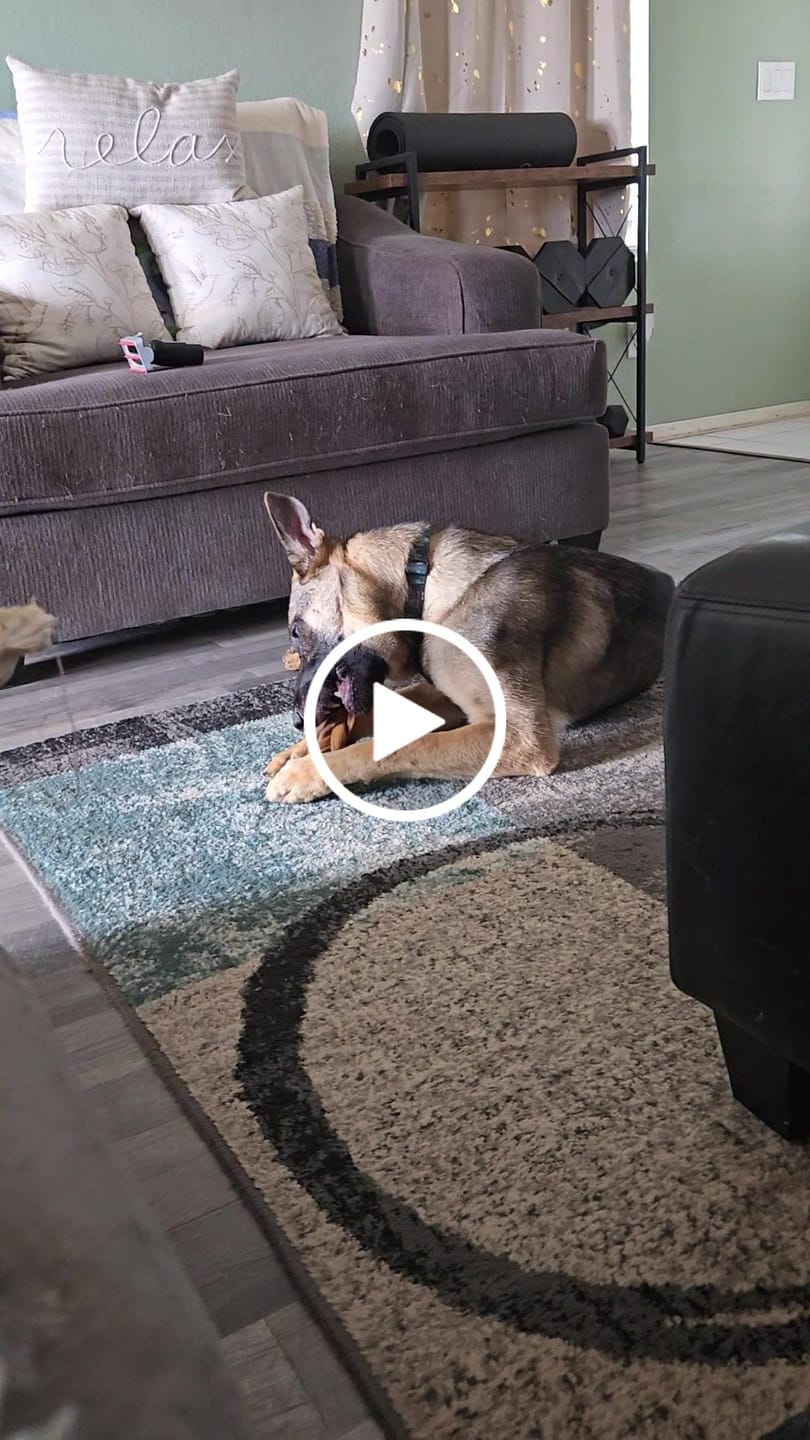 Customer video review of 12 Inch Monster Braided Bully Stick