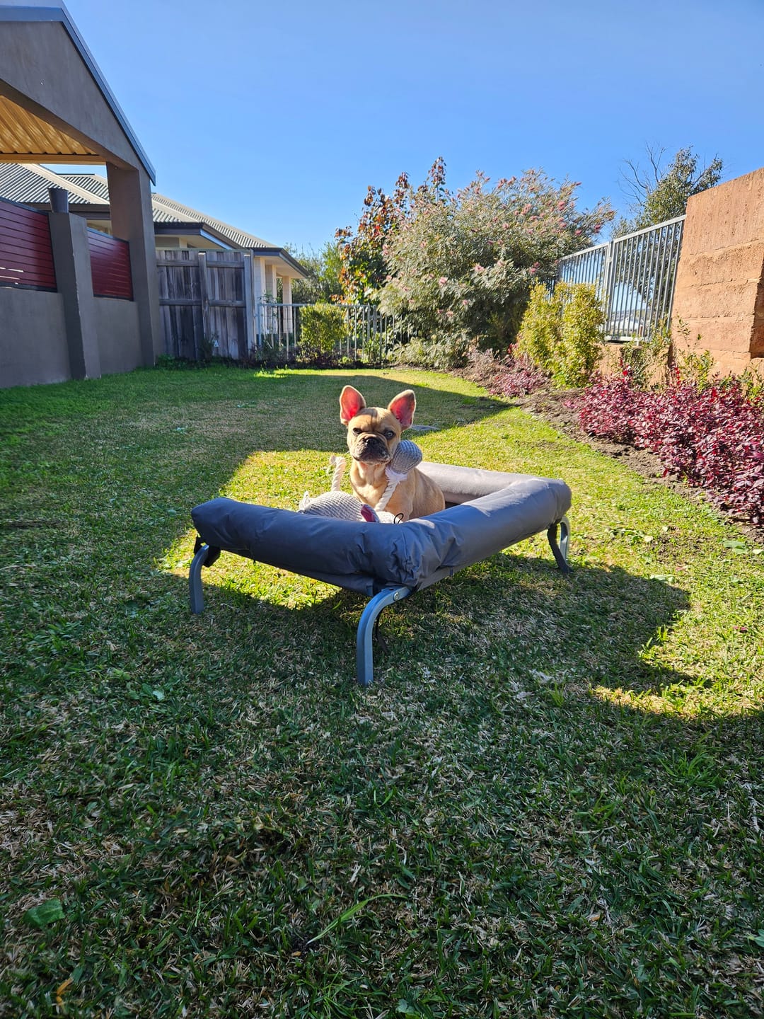 Customer photo review of PaWz Elevated Pet Trampoline