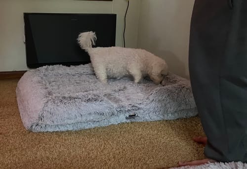 Customer photo review of PaWz Premium Pet Orthopaedic Bed