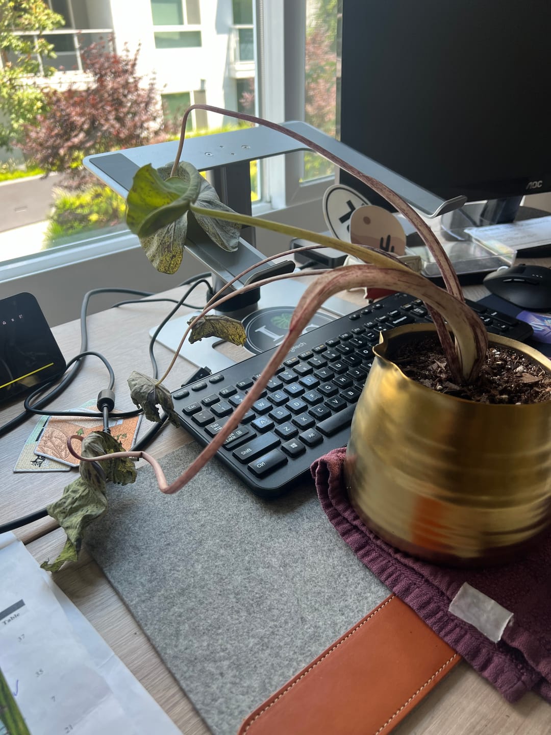 Customer photo review of Colocasia esculenta 'Mojito'