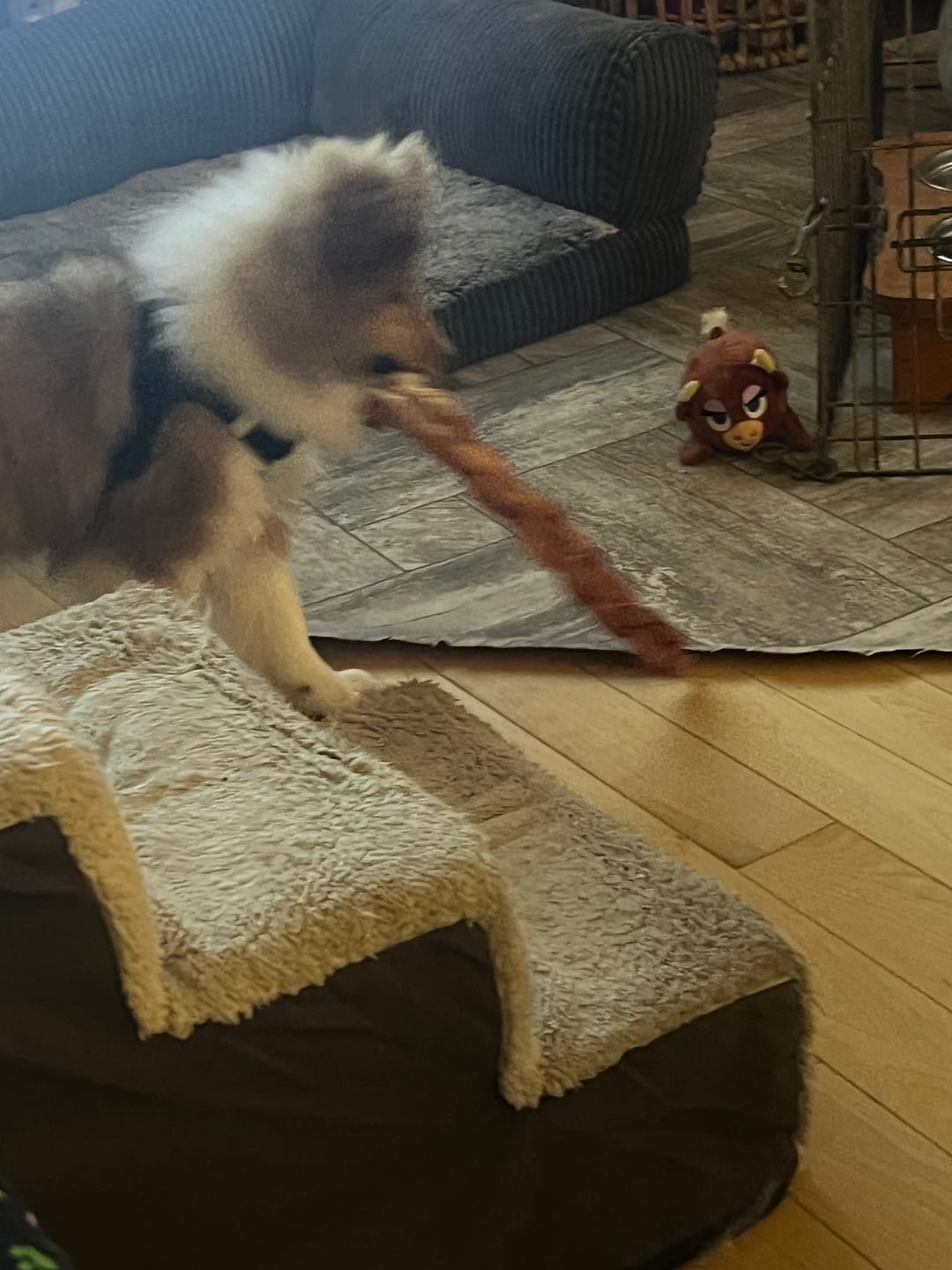 Customer photo review of 12 Inch Monster Braided Bully Stick