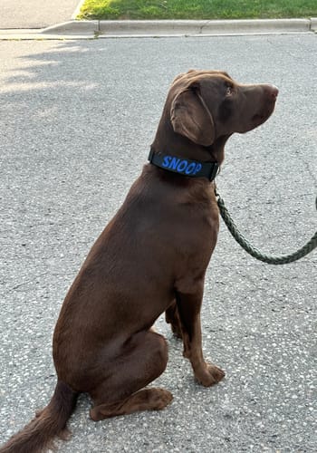 Customer photo review of 1.5" Tacti Slim Dog Collar- Black