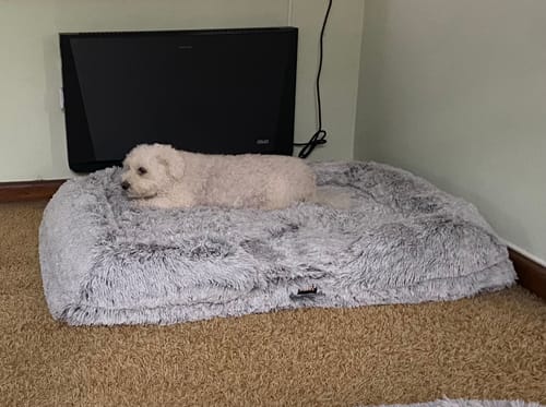 Customer photo review of PaWz Premium Pet Orthopaedic Bed