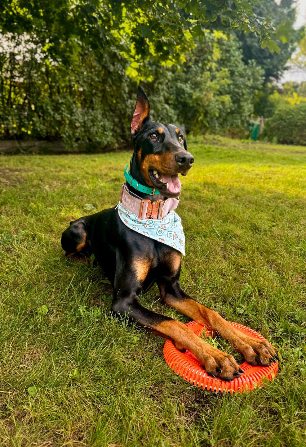 Customer photo review of 2" Tacti Luxe Dog Collar - Rose Gold - Sofia