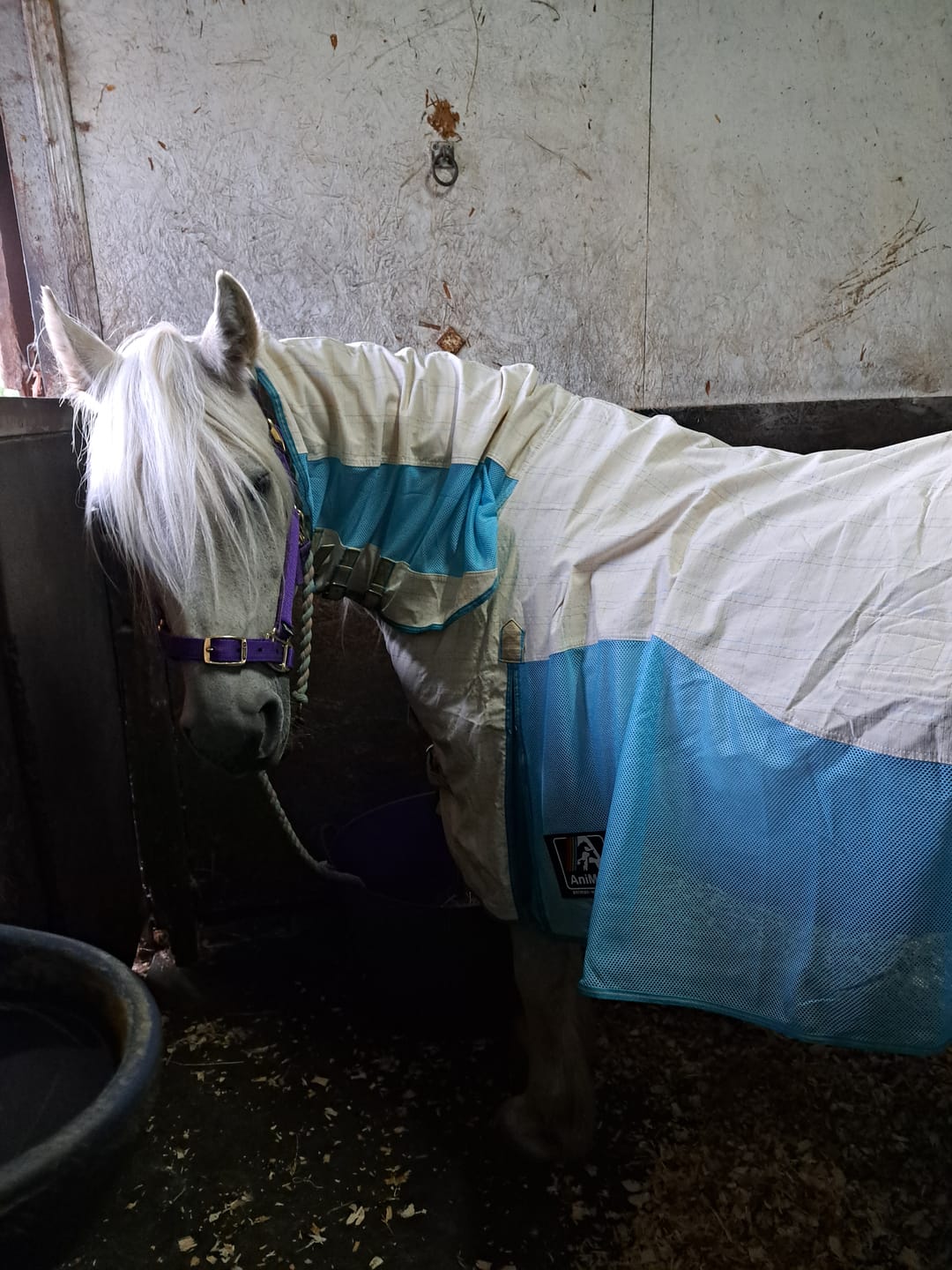 Customer photo review of Allrounder Fly Rug Combo