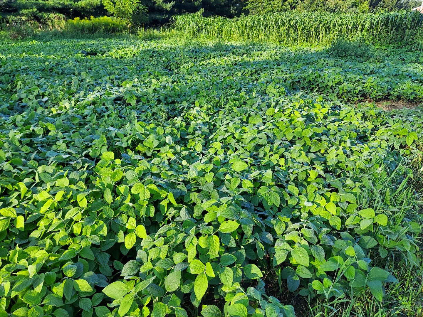 Customer photo review of Forage Soybean Blend