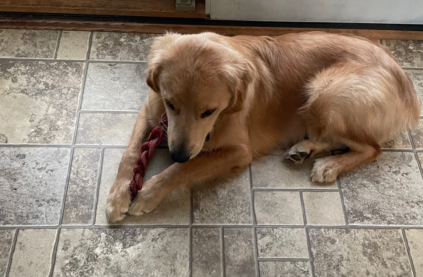 Customer photo review of 12 Inch Thick Braided Bully Stick