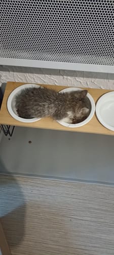 Avis photo d'un client sur Pâtée Chaton Sans Céréales - Boeuf