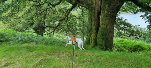 Customer photo review of Sighthound Escape Proof Harness