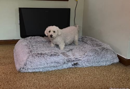 Customer photo review of PaWz Premium Pet Orthopaedic Bed
