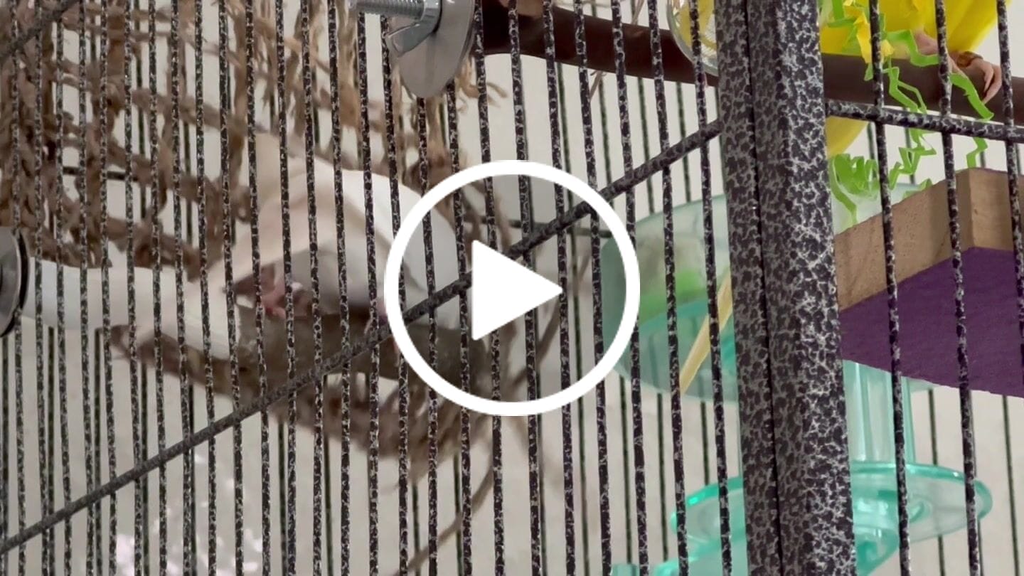 Customer video review of 7x7 Seagrass Mat