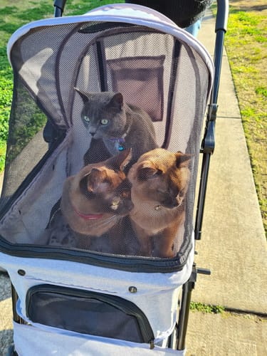 Customer photo review of PaWz Pet Dog Stroller Pram 4 Wheels