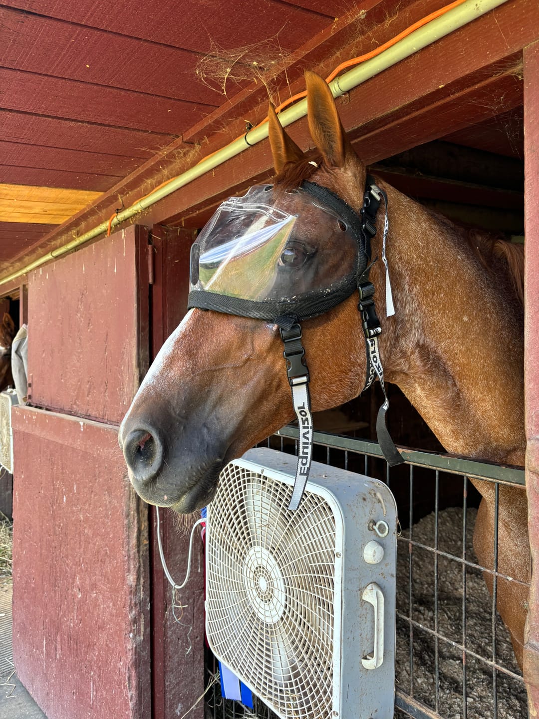 Customer photo review of Recovery Vizor - Clear UV Tint