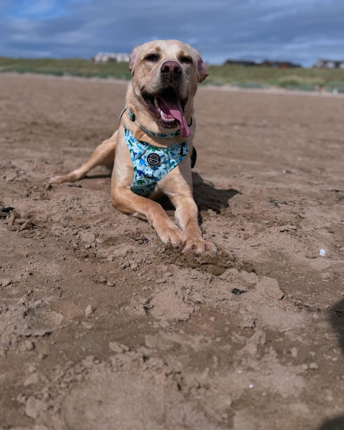 Customer photo review of Tough Trails™ Harness - Dinky Dino