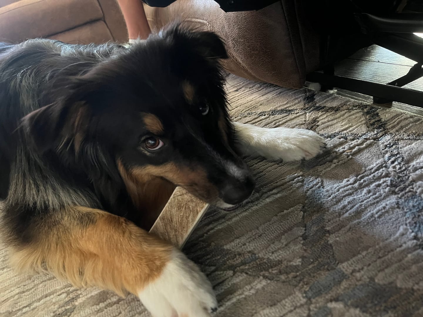 Customer photo review of Medium Elk Chew
