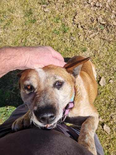 Customer photo review of Dog Lovers Pack
