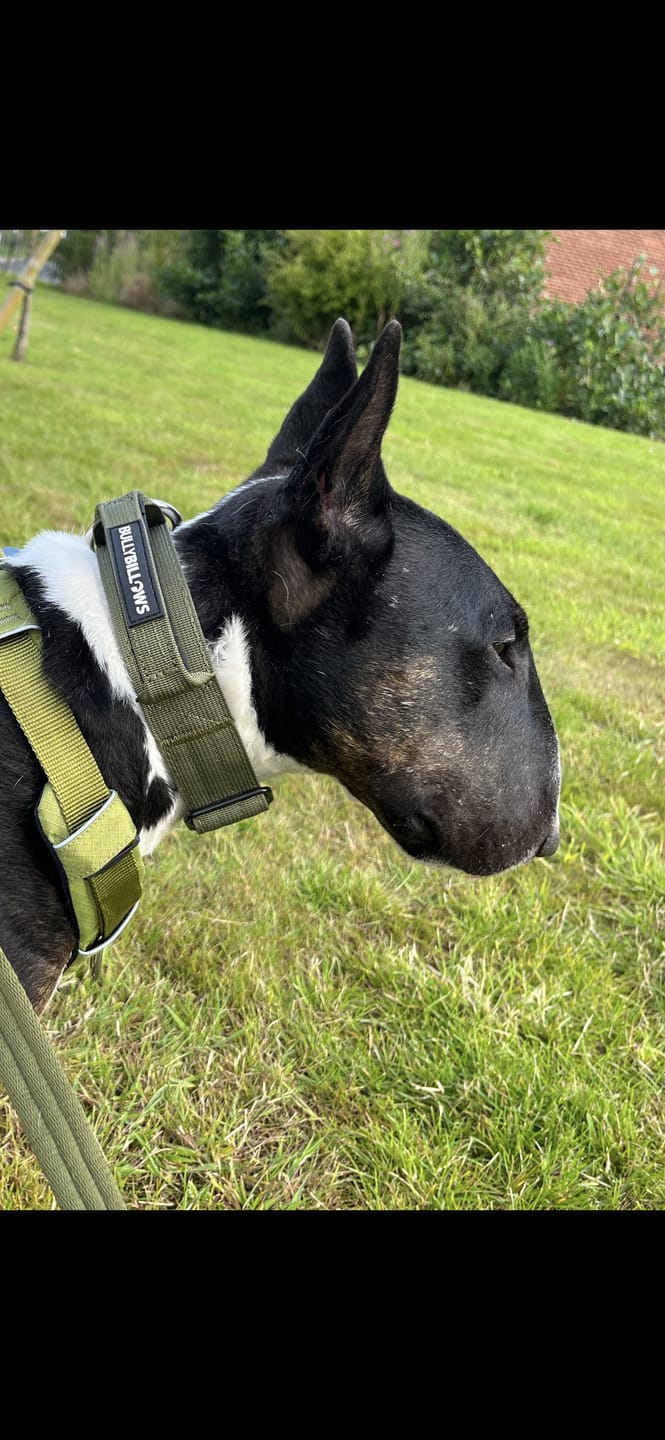 Customer photo review of 4cm Combat® Collar | With Handle & Rated Clip -  Khaki v2.0