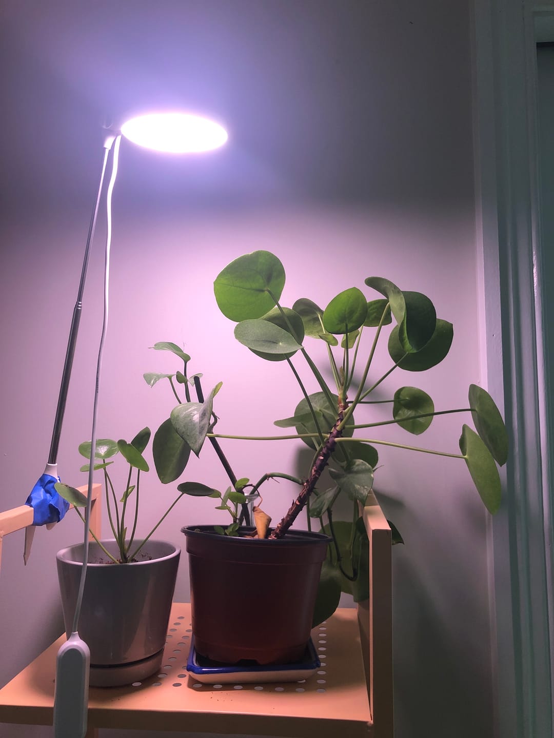 Customer photo review of 28" Adjustable LED Plant Light