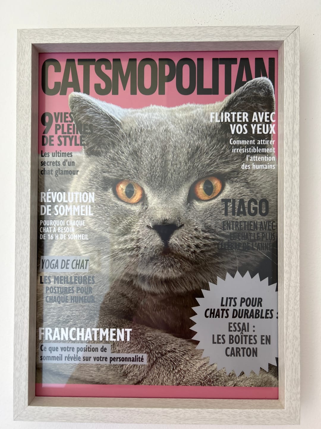 Customer photo review of Catsmopolitan - Poster personnalisé