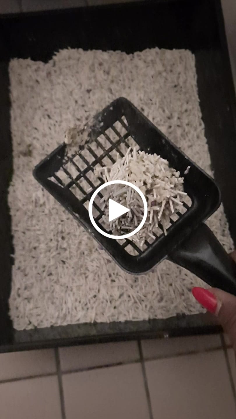 Customer video review of Michu Premium Mixed Tofu Cat Litter Pro Gen2 6L- Superb in Flushable, Eco-Friendly & Odour-Control