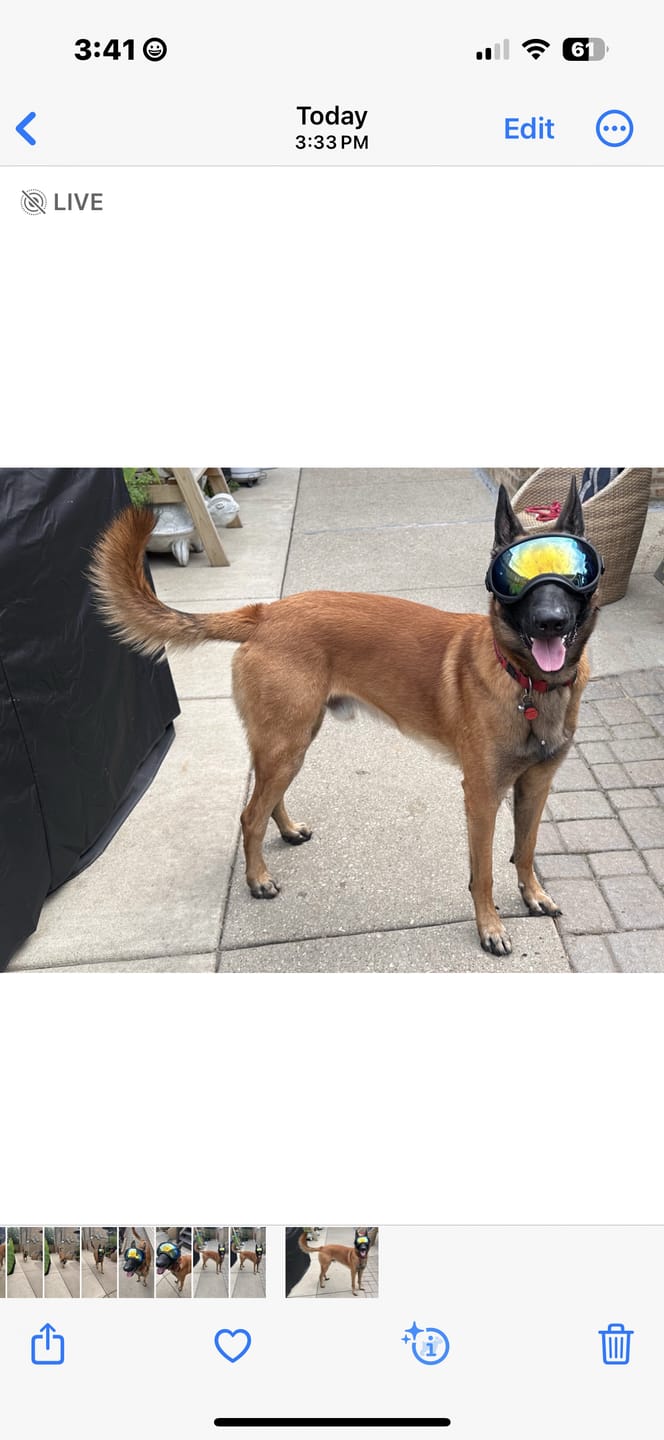 Customer photo review of Adjustable Dog Goggles (Doggles)